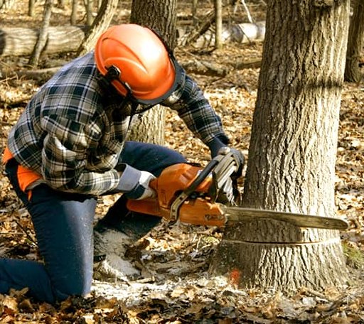 Tree Removal in New Market, IA
